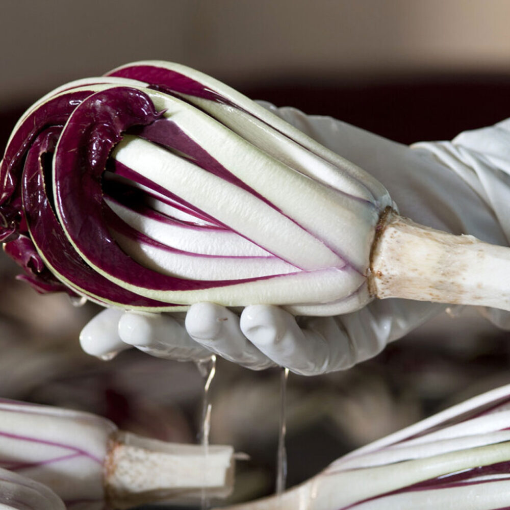 radicchio treviso ristorante treviso